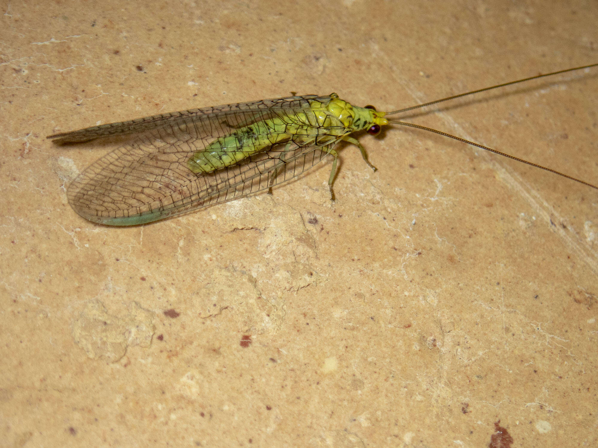 Image of Italochrysa insignis (Walker 1853)