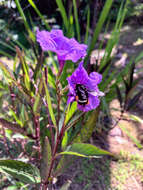 Image of Bombus mexicanus Cresson 1879