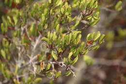 Image of smooth mountain mahogany