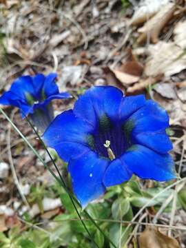 Imagem de Gentiana dinarica G. Beck