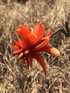 Image of Common Coral tree