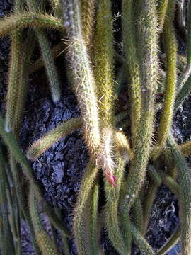 Image of Disocactus martianus (Zucc.) Barthlott