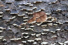 Image de Polypore violet