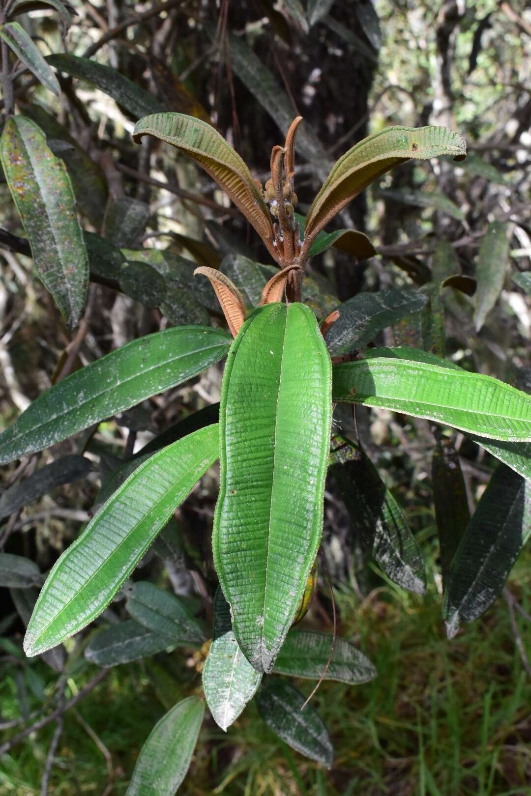 صورة Miconia lanceolata (Desr.) DC.