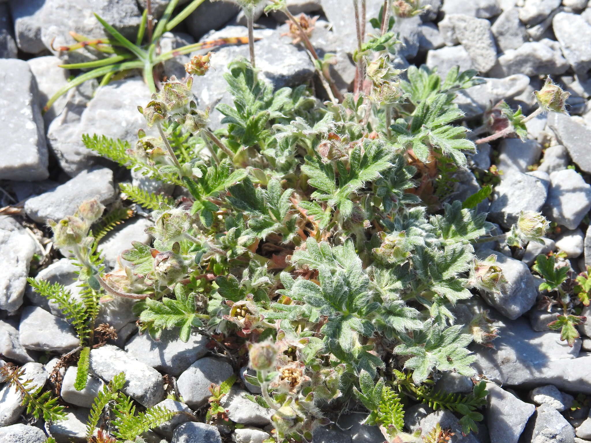 Image of pretty cinquefoil