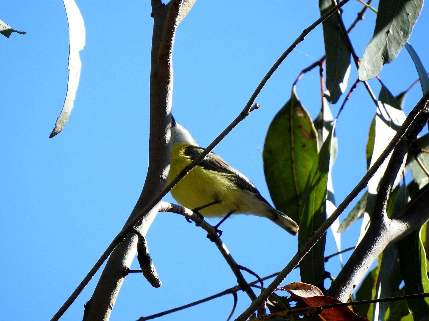 Image of White-throated Gerygone