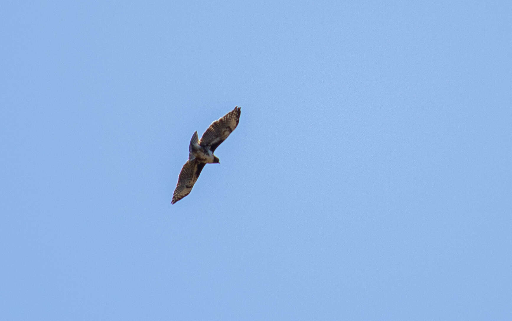 Image of Madagascan Buzzard