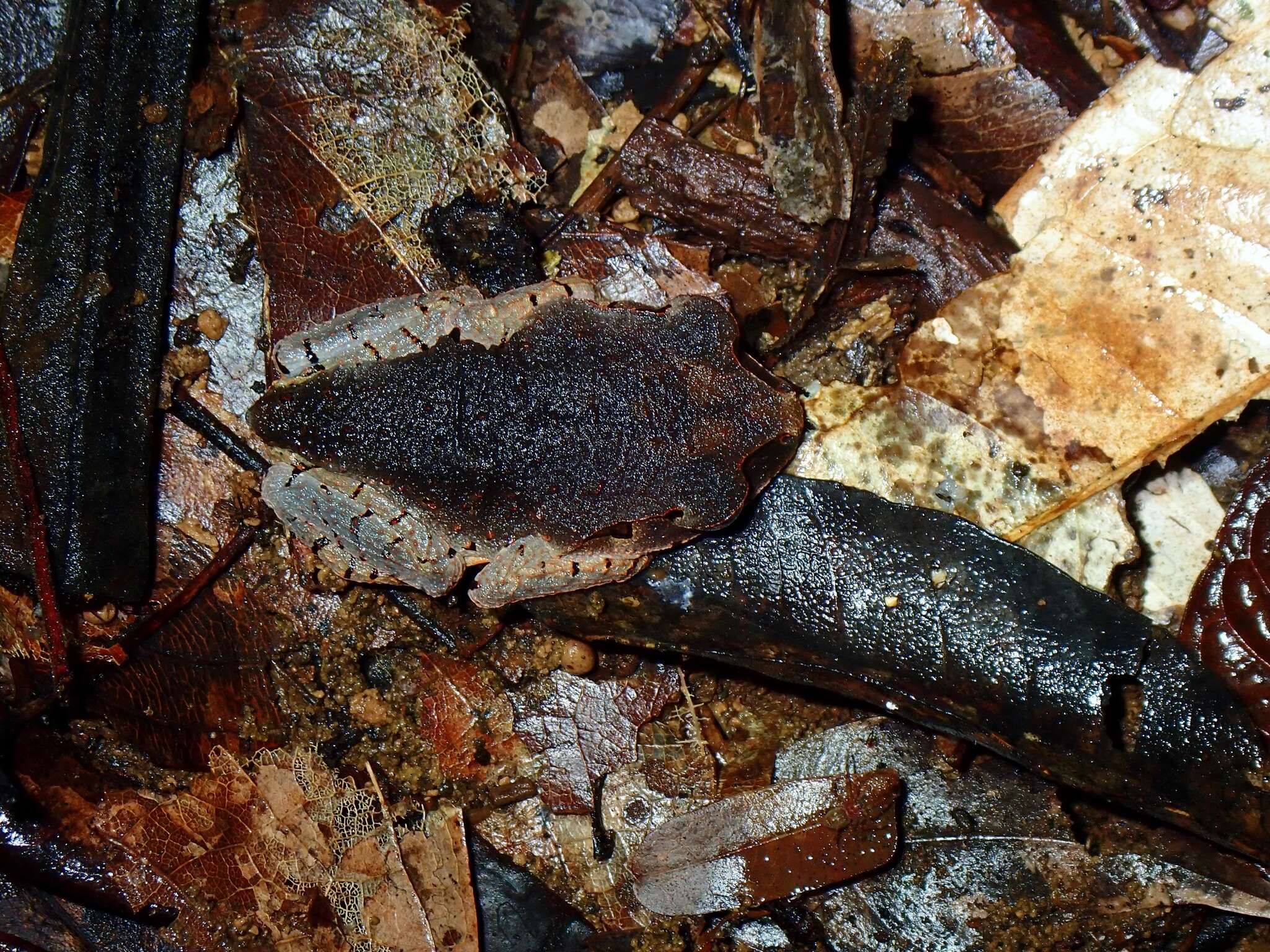 Image of Leptobrachium tagbanorum Brown, Siler, Diesmos & Alcala 2010