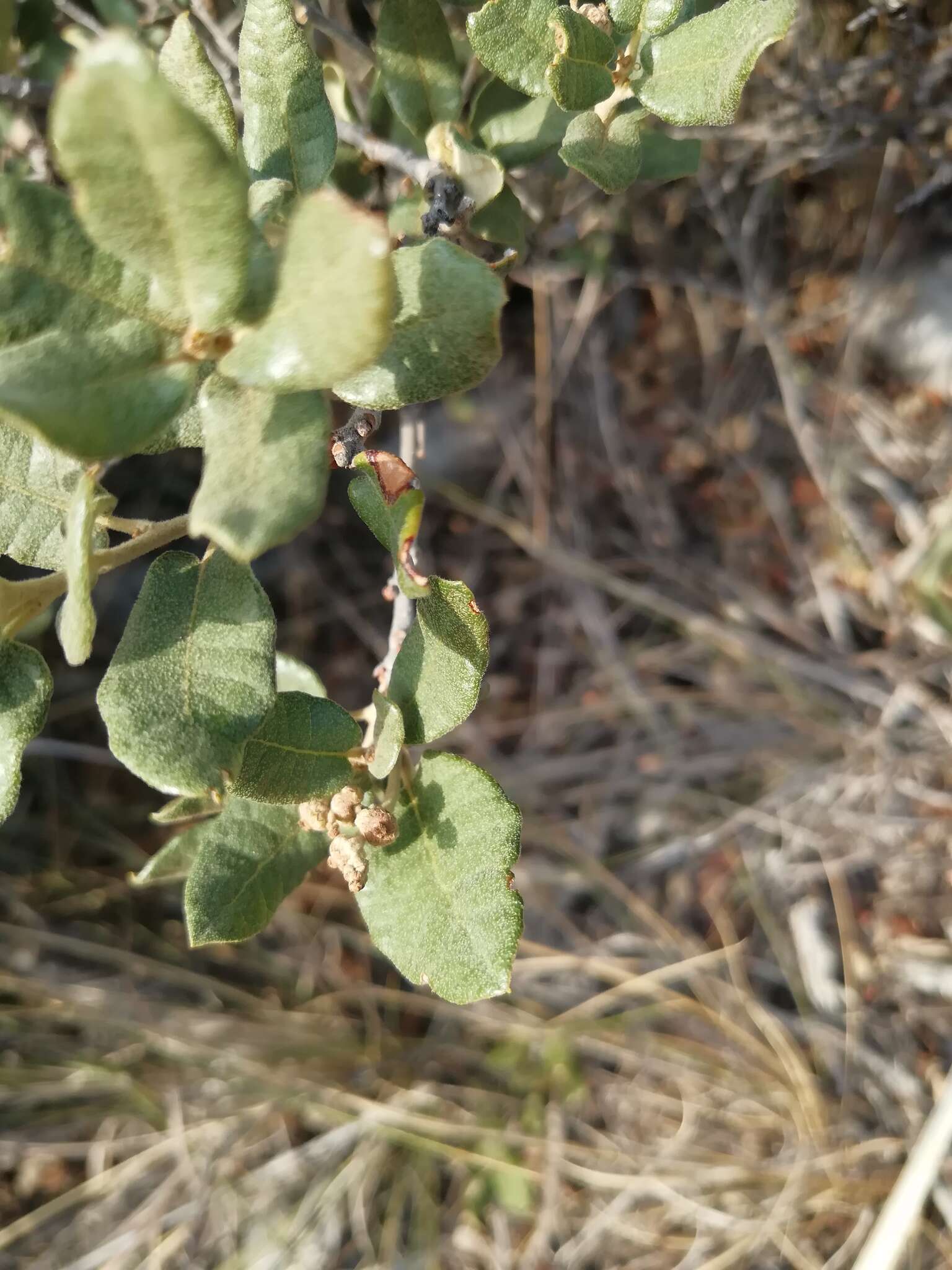 Imagem de Quercus intricata Trel.