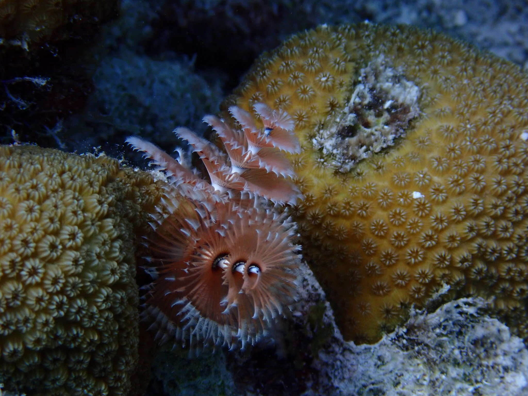 Image of Christmas tree worm