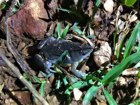 Elachistocleis cesarii (Miranda-Ribeiro 1920)的圖片