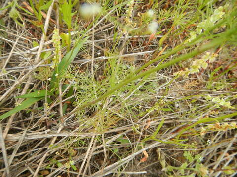 Image of Bristly-Fruit Scaleseed