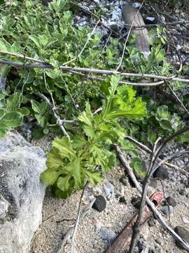 Image of Artemisia japonica Thunb.