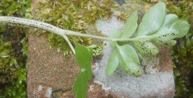 Imagem de Puccinia adoxae R. Hedw. 1805