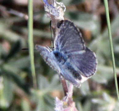 Image of Mission blue butterfly