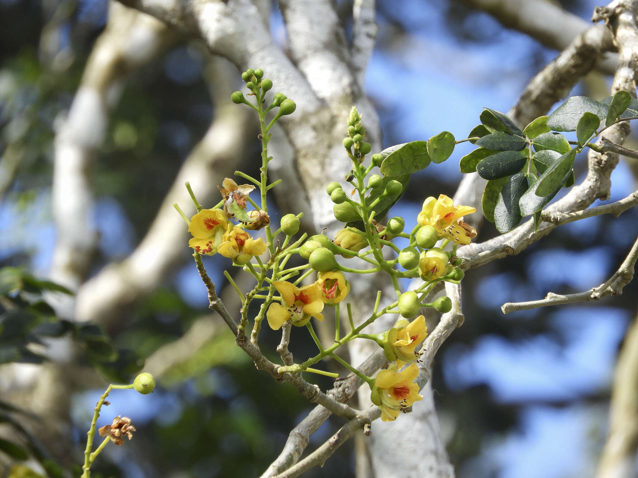 Image of <i>Erythrostemon yucatanensis</i>