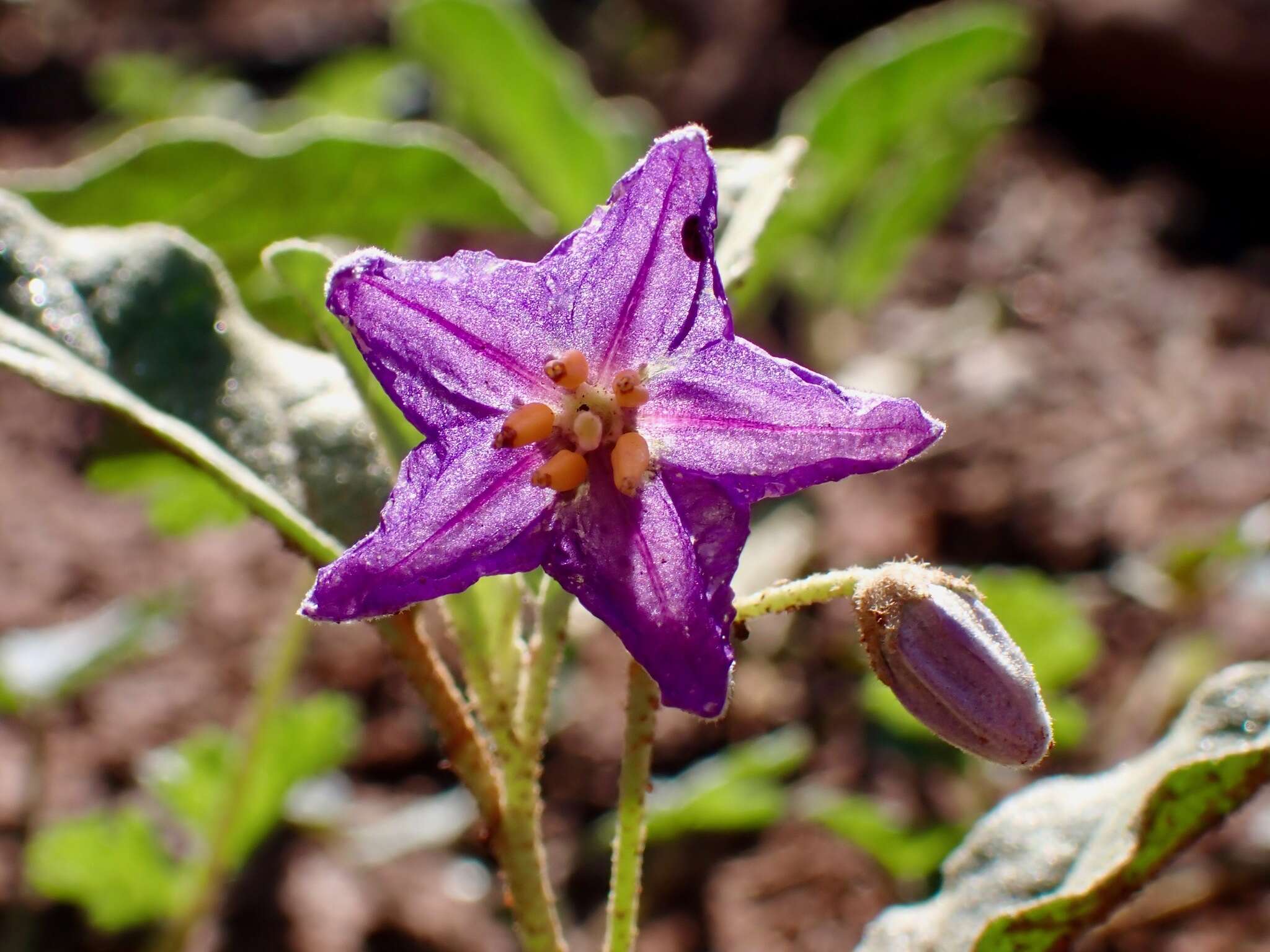 Image of Solanum esuriale Lindl.