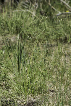 Image of Parry's oatgrass