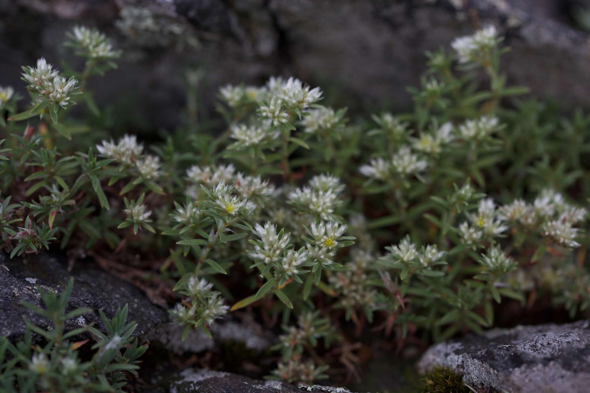 Image of silvery nailwort