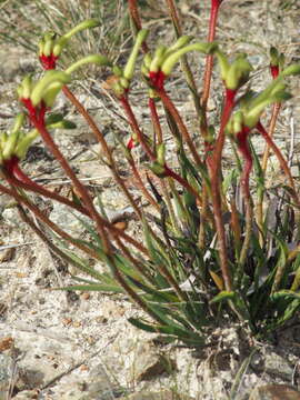 Image of Anigozanthos bicolor subsp. decrescens Hopper