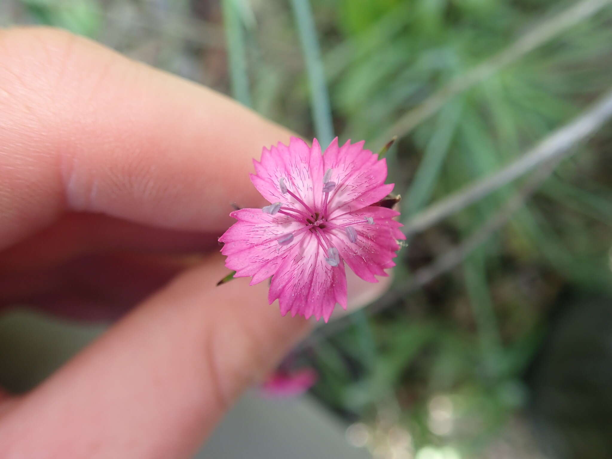 Image de Dianthus giganteus Dum.-Urville