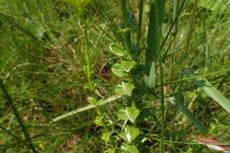 Image of Sebaea sedoides var. sedoides
