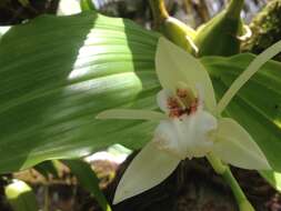 Image of Guam coelogyne