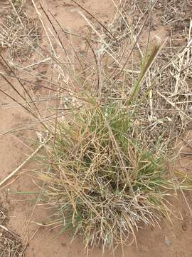 Image of Australian fingergrass