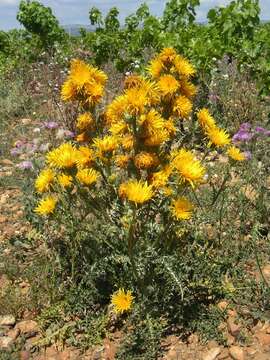 Image of Scolymus grandiflorus Desf.