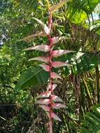 Image of Heliconia chartacea Lane ex Barreiros