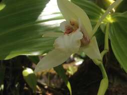 Image of Guam coelogyne