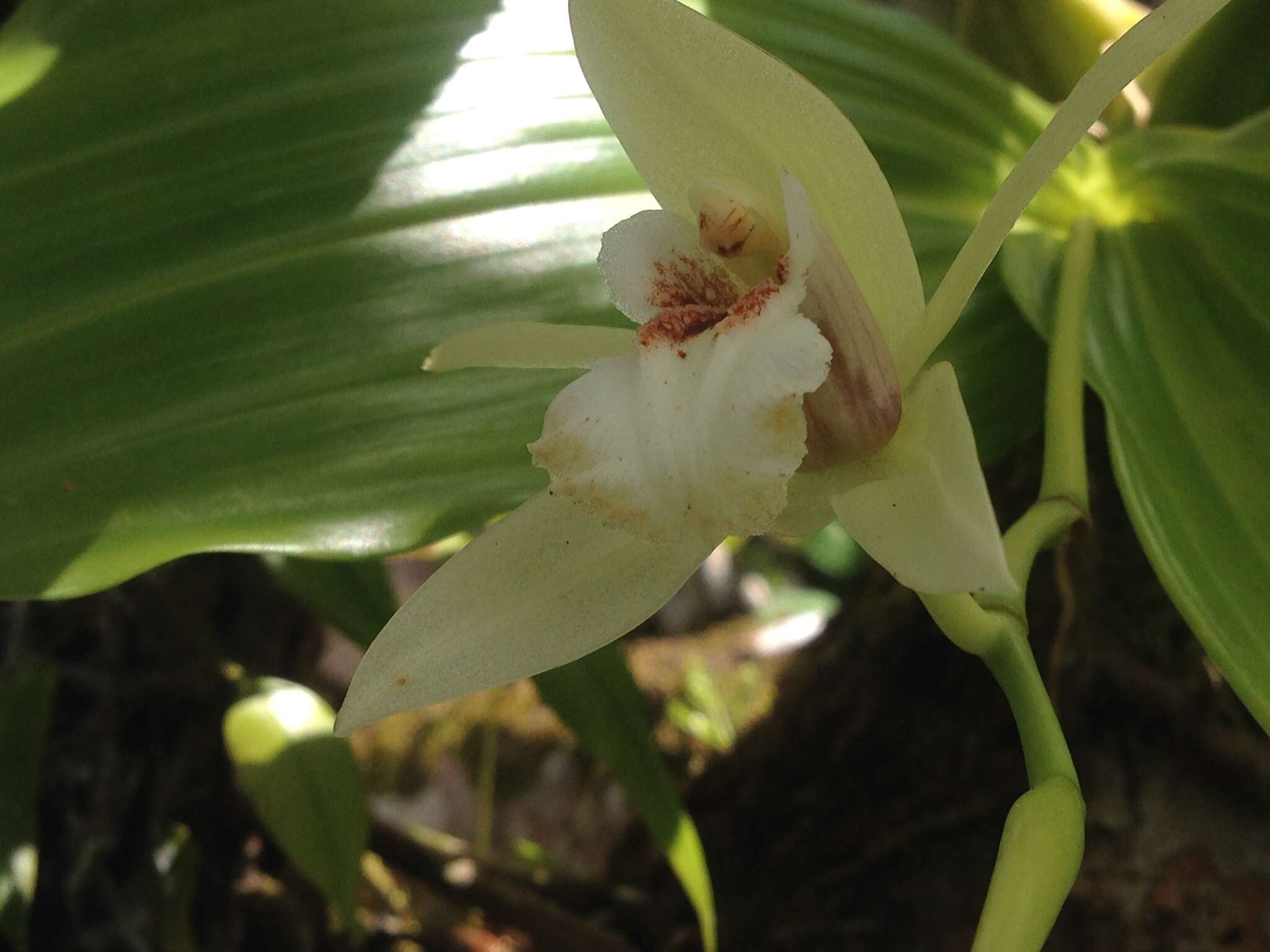 Image of Guam coelogyne