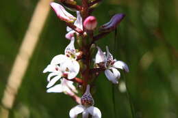 Image of Satyrium rhynchanthum Bolus