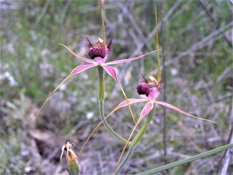 Image of Carousel spider orchid