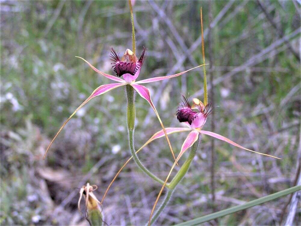 Image of Carousel spider orchid