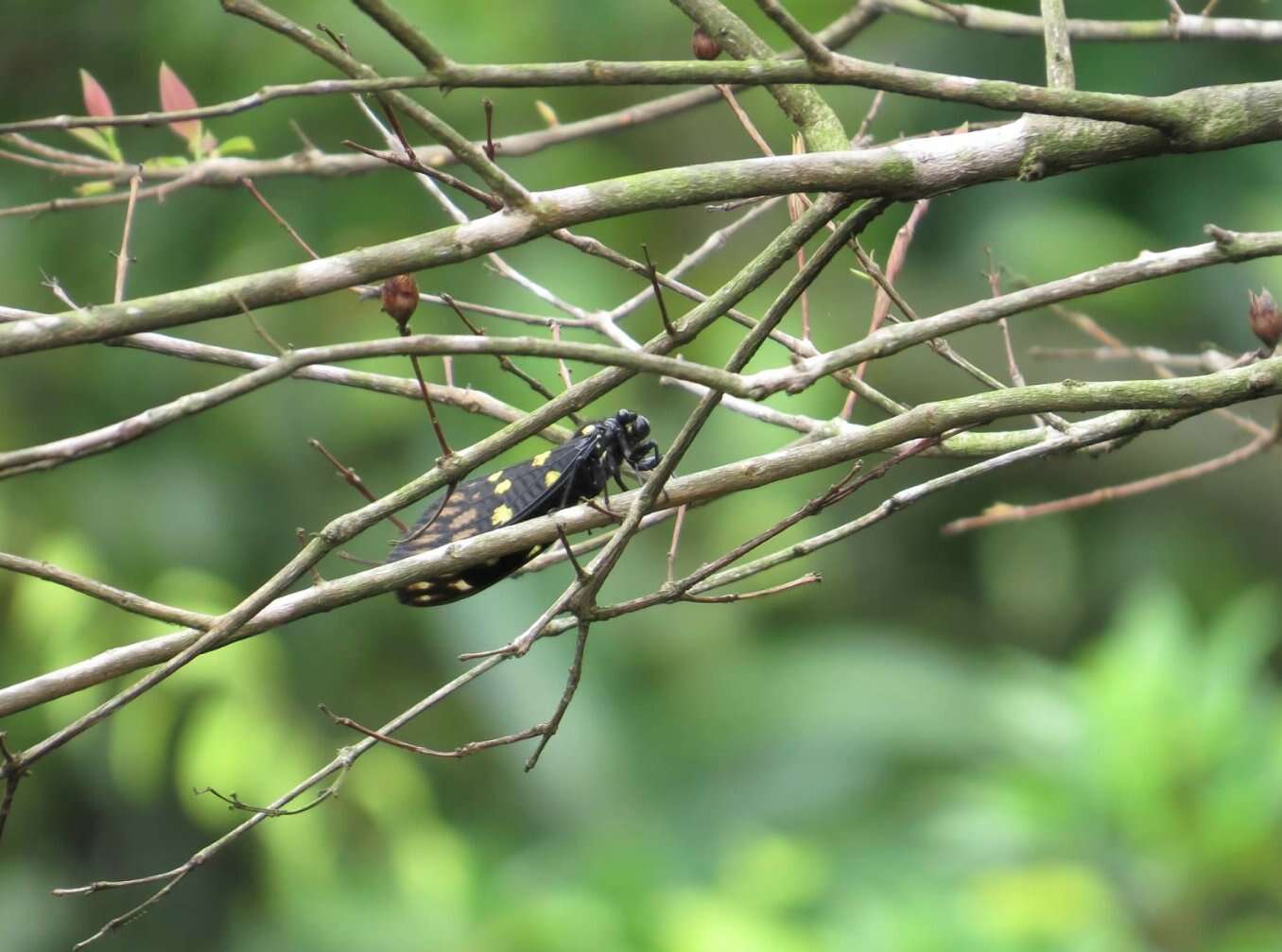 Image of Gaeana maculata (Drury 1773)