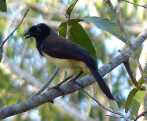 Image of Black-chested Jay