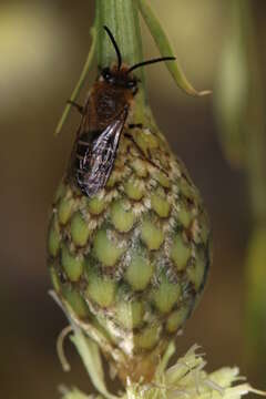 Image of Colletes dimidiatus Brullé 1840