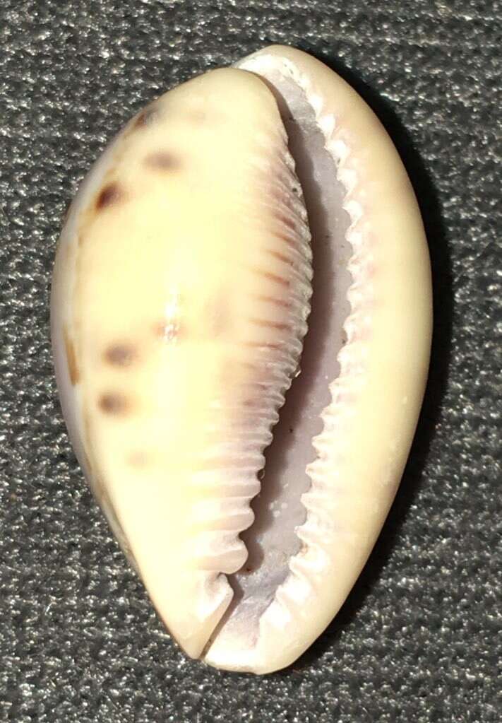 Image of Walker's Cowry