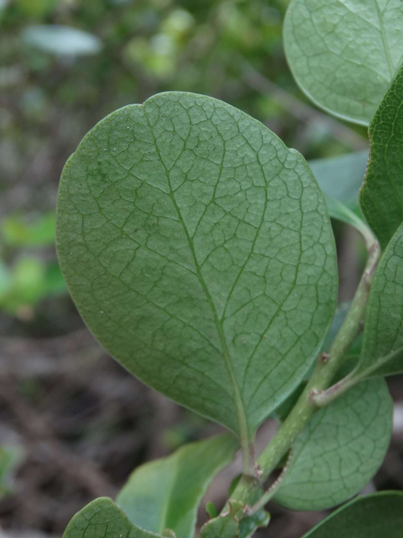 Melicytus venosus Courtney, Heenan, Molloy & de Lange resmi