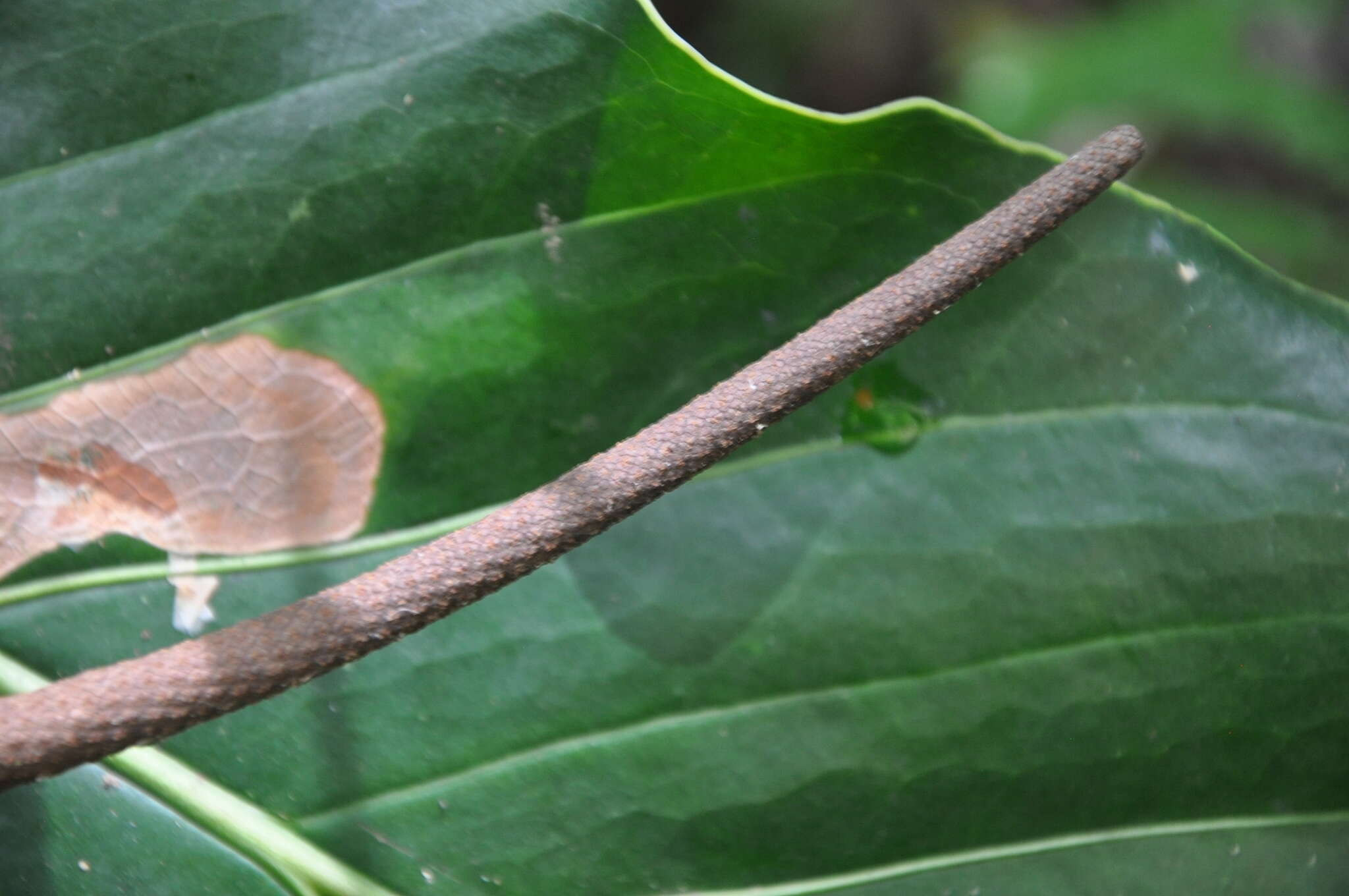 Image of Anthurium brownii Mast.