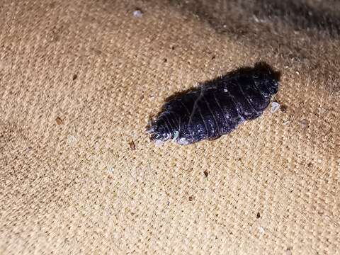 Image of Isopod