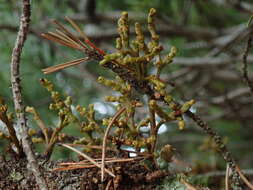 Image of hemlock dwarf mistletoe