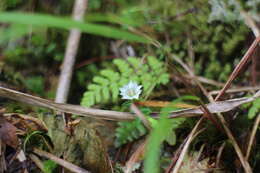 صورة Gentiana flavomaculata var. yuanyanghuensis Chih H. Chen & J. C. Wang