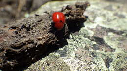 Image of Reddish Potato Beetle