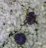 Image of Baeomyces carneus (Retz.) Flörke