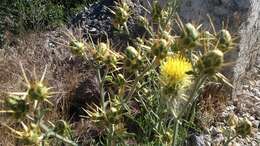 Image of Centaurea salonitana Vis.