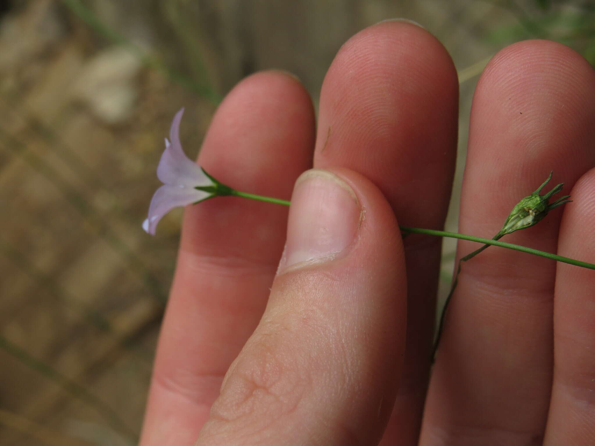 Wahlenbergia obovata Brehmer resmi