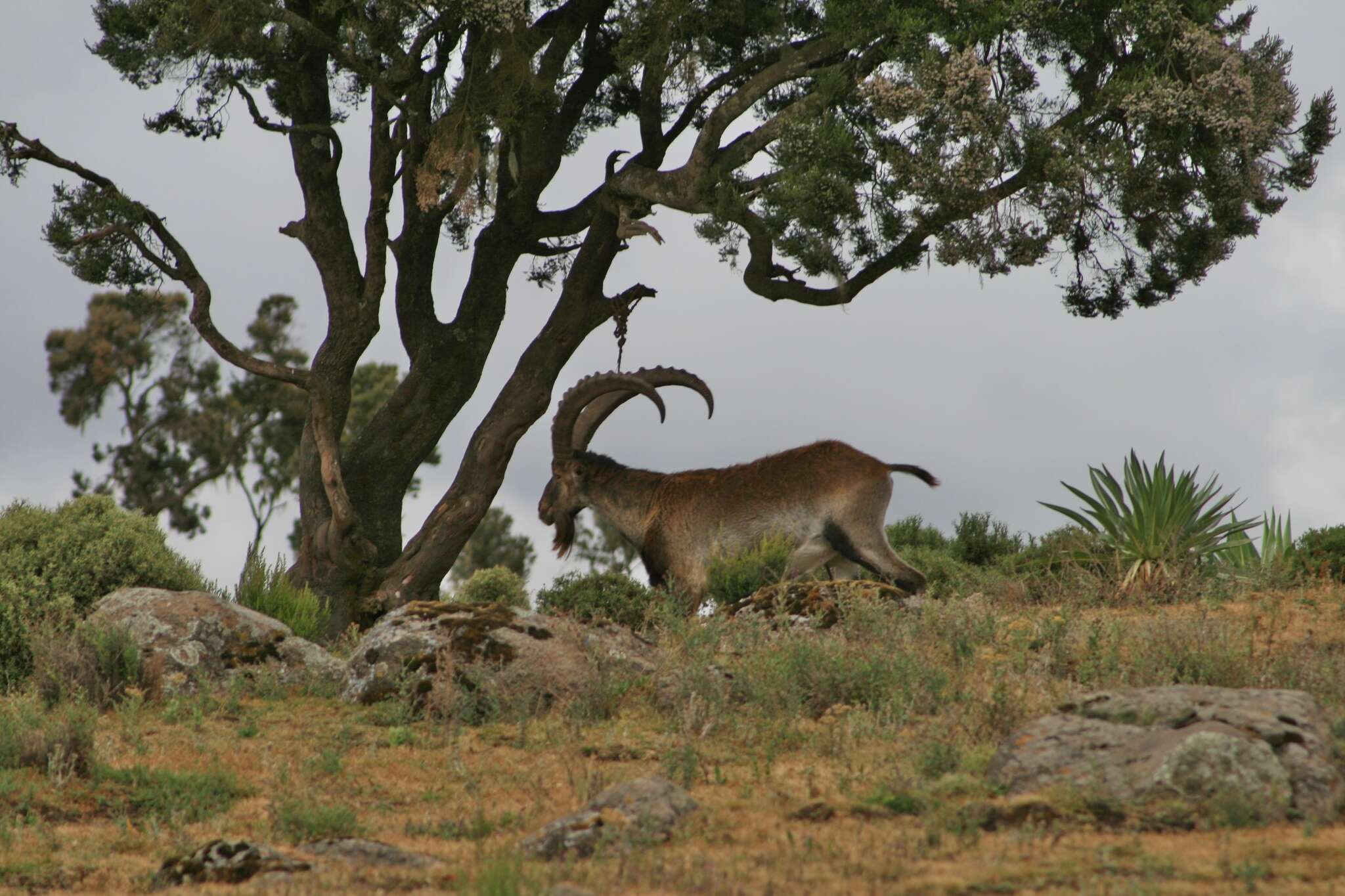 Image of Walia Ibex
