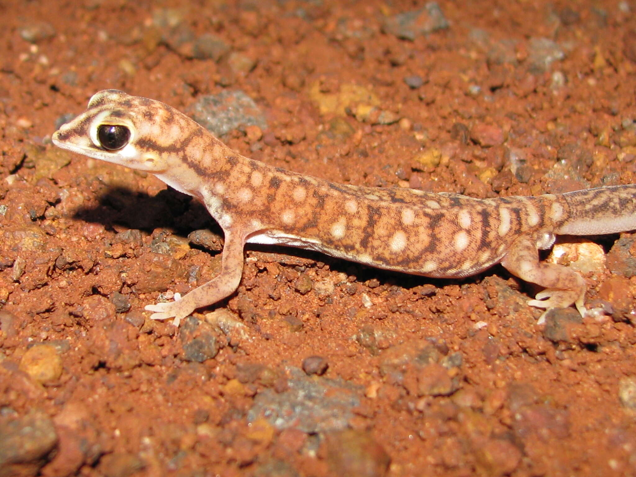 Image of Beaked Gecko